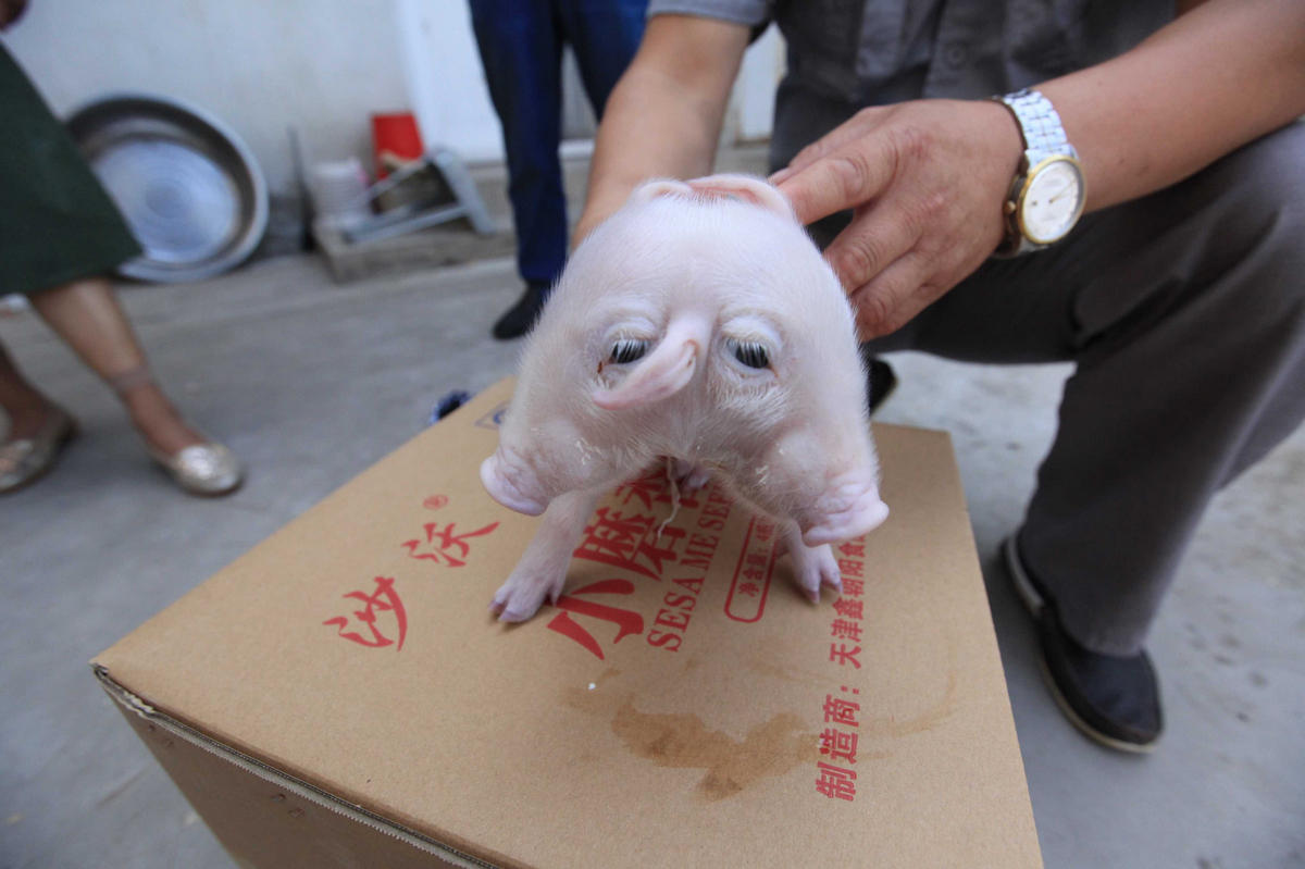 天津现双头猪两个脑袋三只耳朵