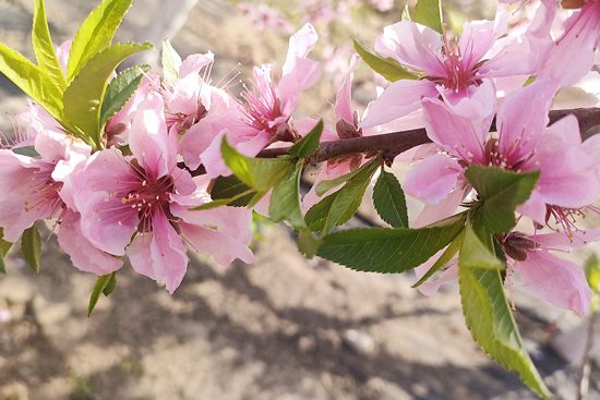 丹洲乡300余亩桃花盛开吸引游客纷纷前来打卡
